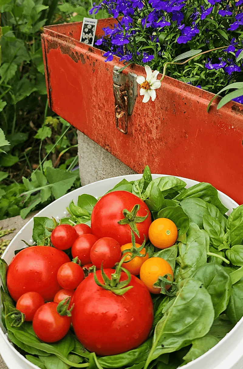 Tomatoes and Basil