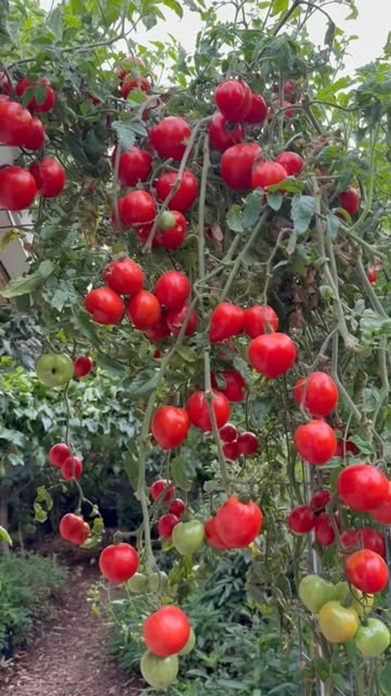 Tomatoes