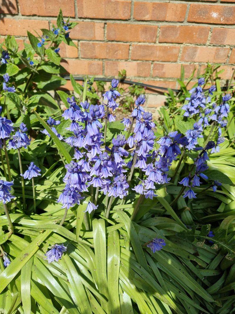 Bluebells