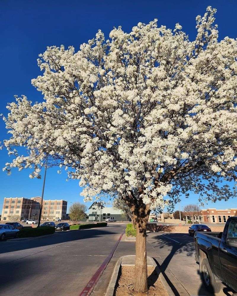 Bradford Pear