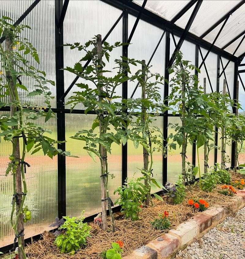 Trellis Greenhouse