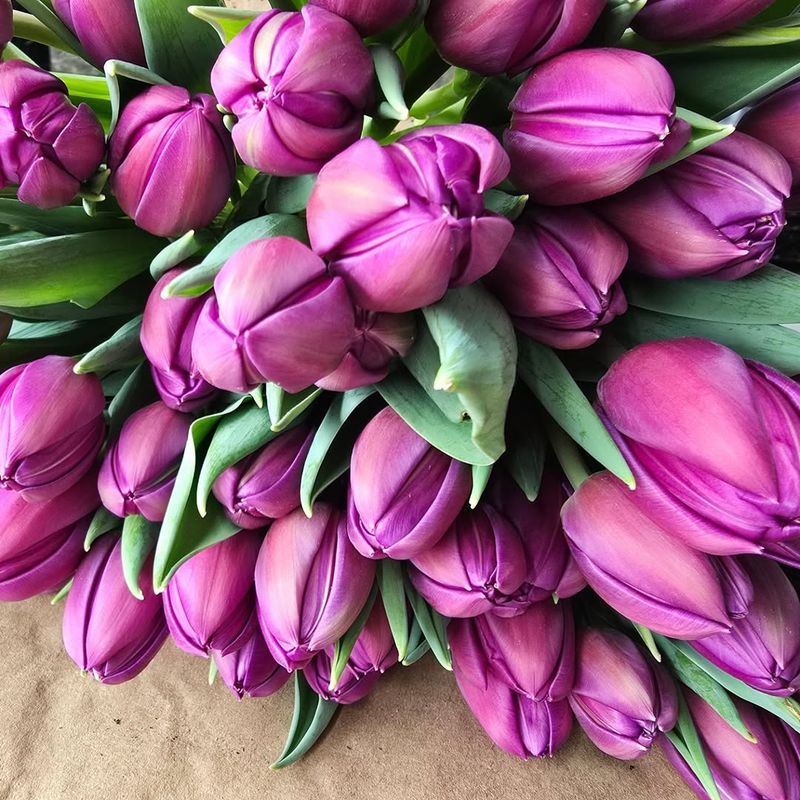 Tulips