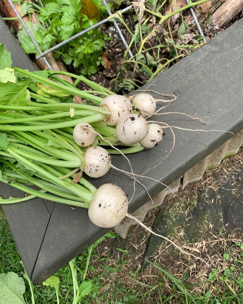 Turnips