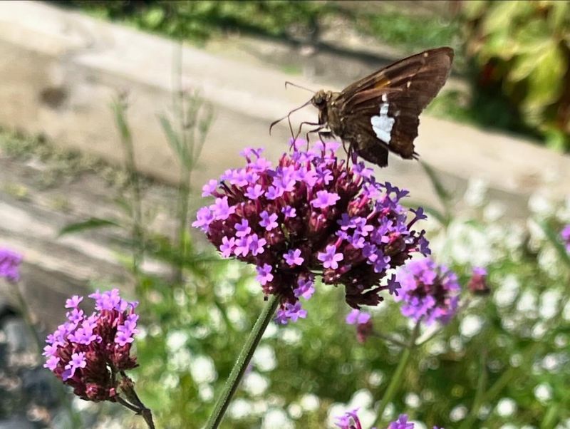 Verbena