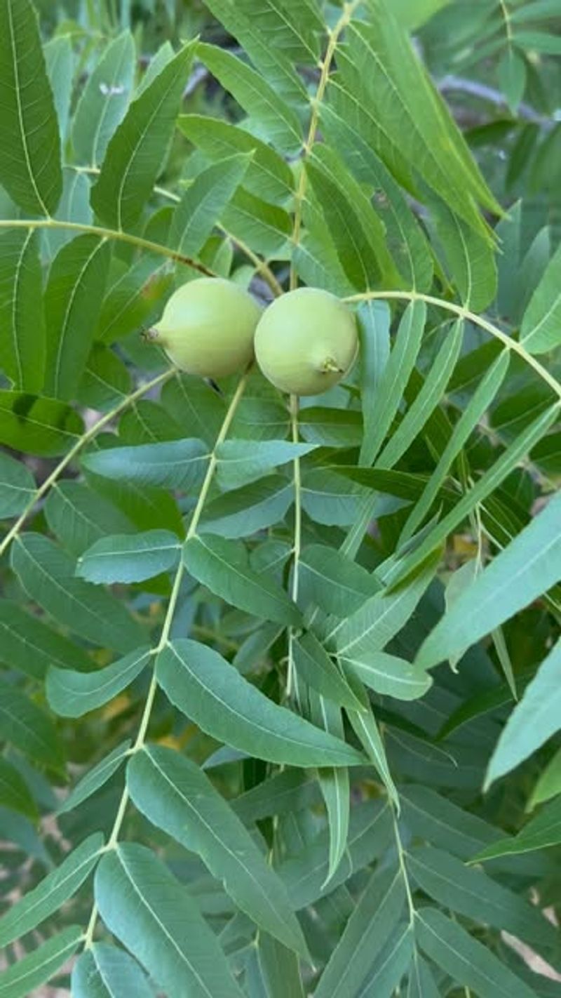 Walnut Trees