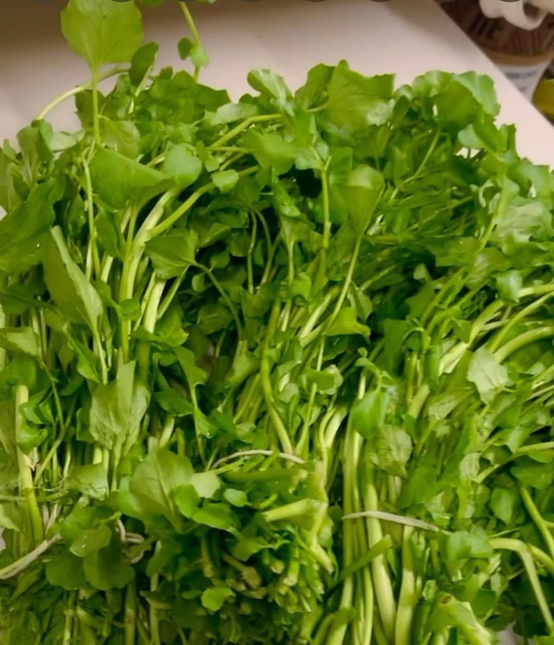 Watercress