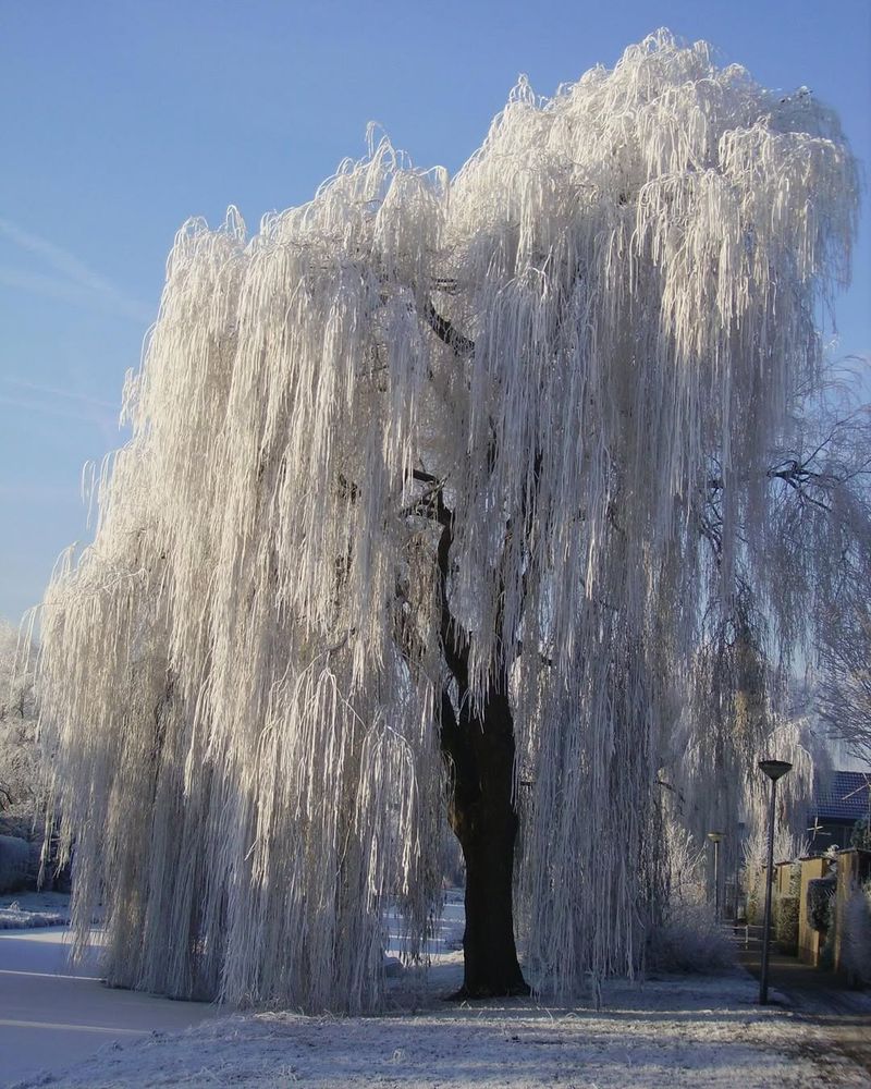 Weeping Willow