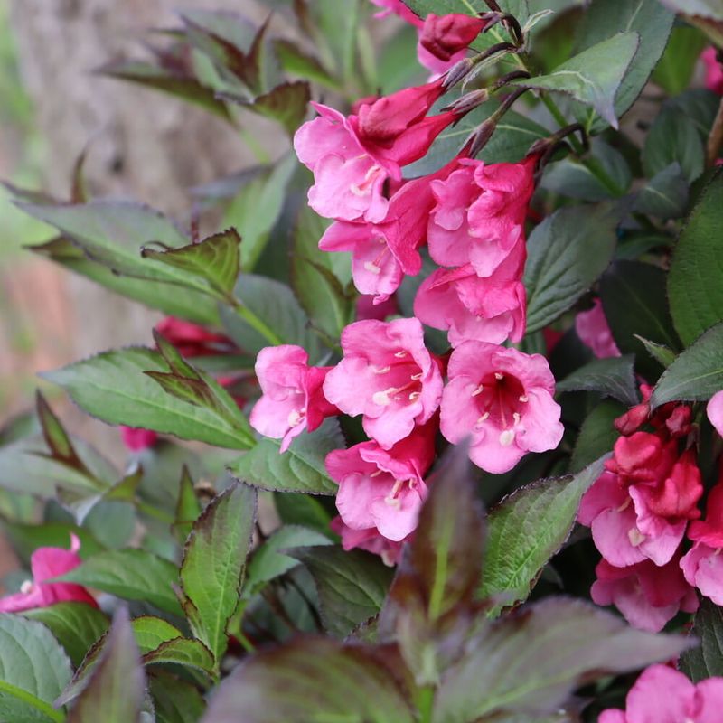 Weigela