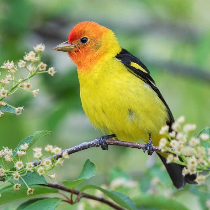 Western Tanager