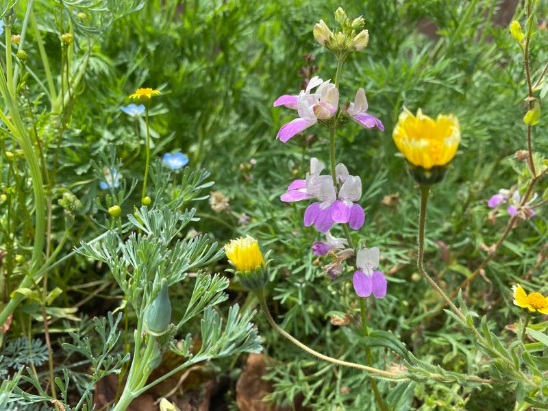 Whimsical Wildflower Wonderland