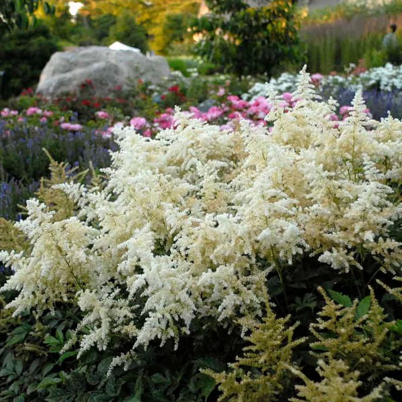 White Astilbe