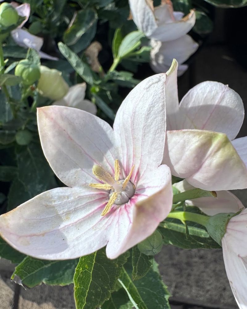 White Balloon Flower