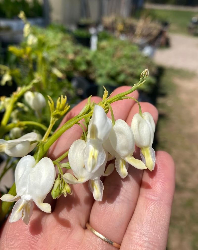 White Bleeding Heart