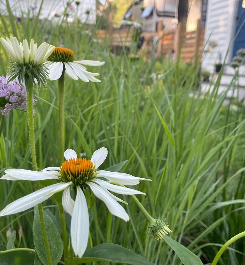 White Coneflower