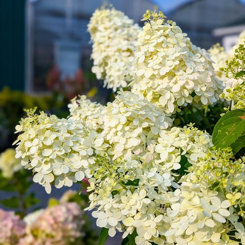 White Coral Bells
