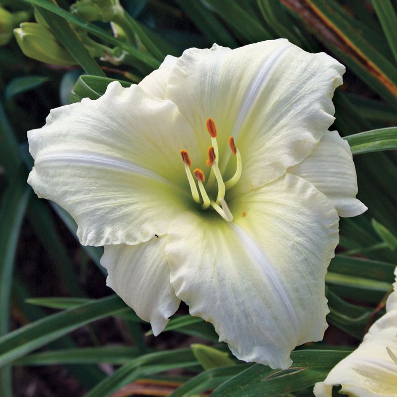 White Daylily