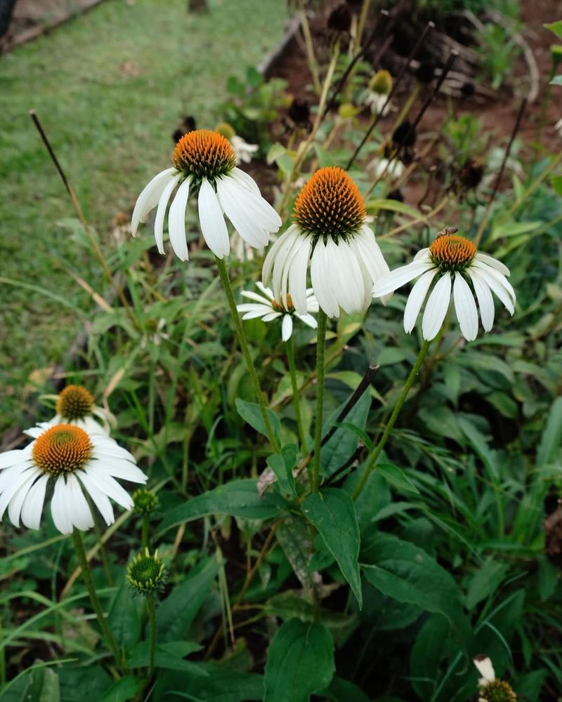 White Echinacea