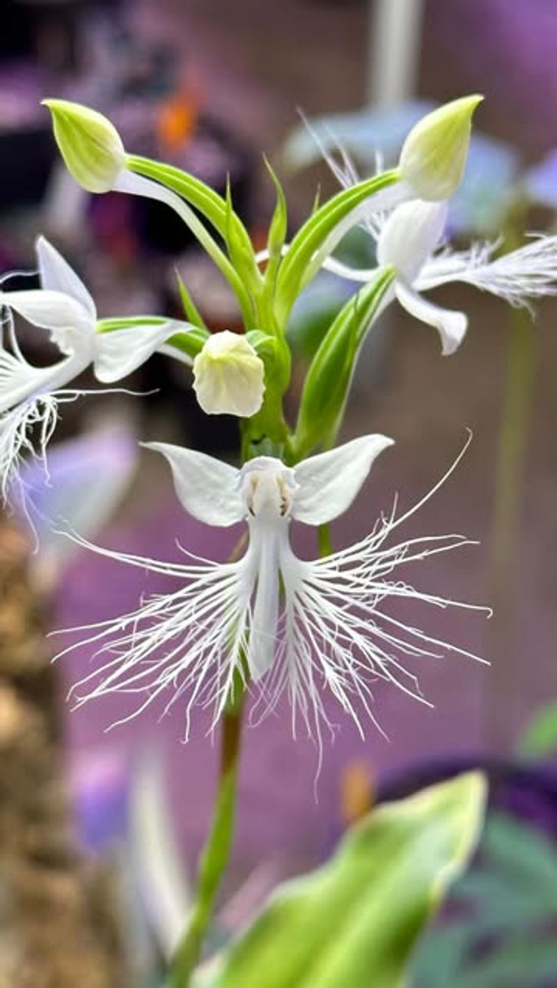 White Egret Orchid