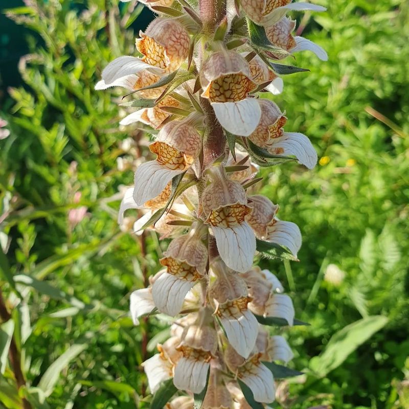 White Foxglove
