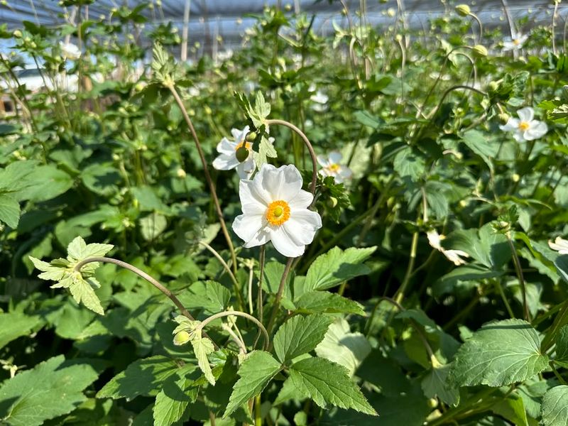 White Japanese Anemone