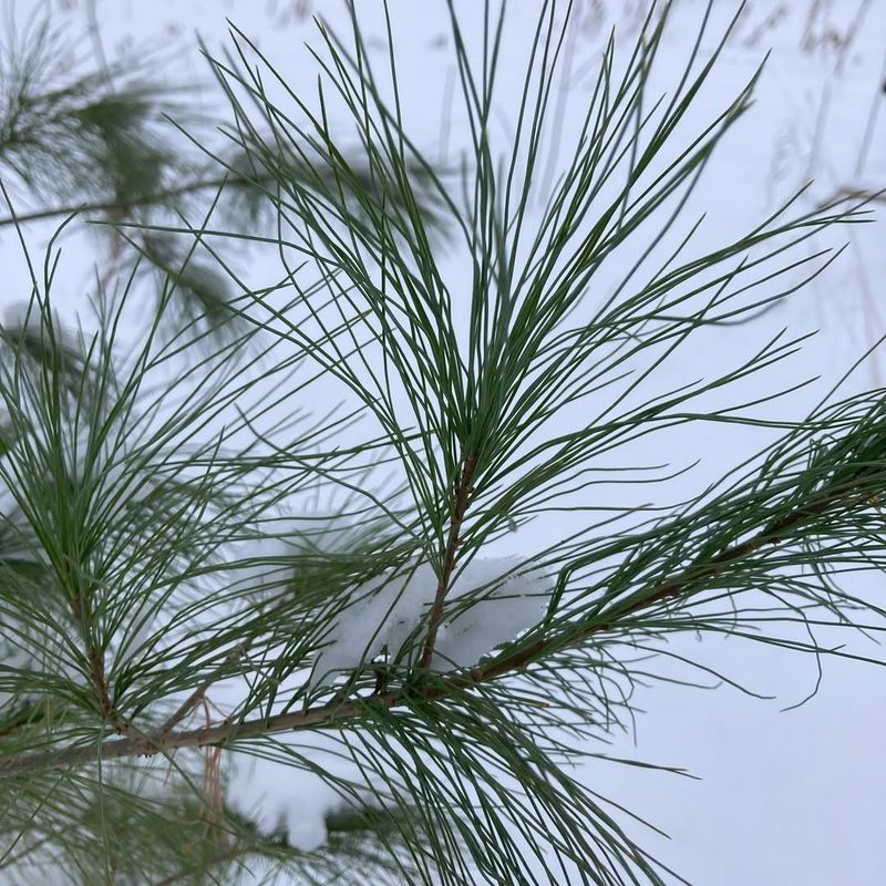 White Pine