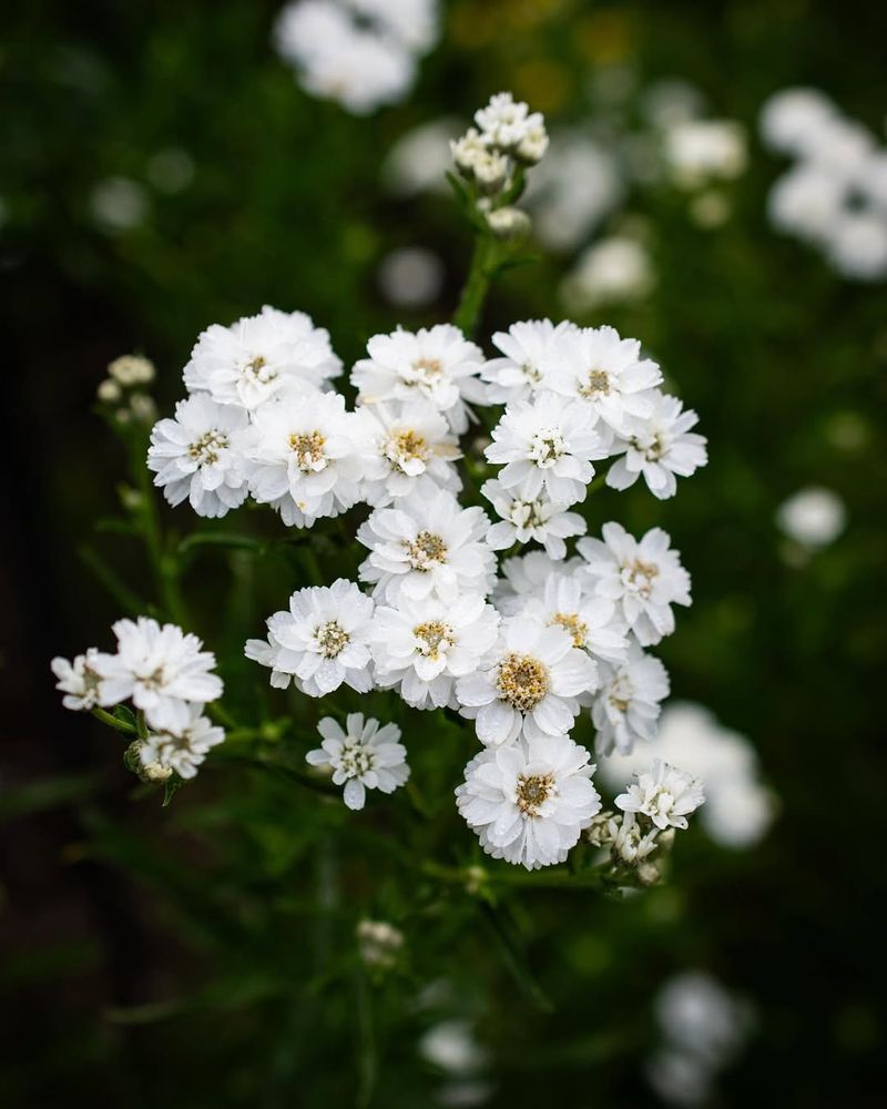 White Yarrow
