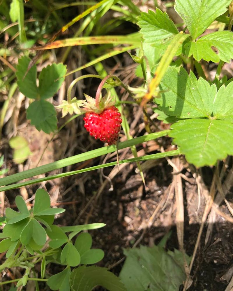 Wild Strawberry