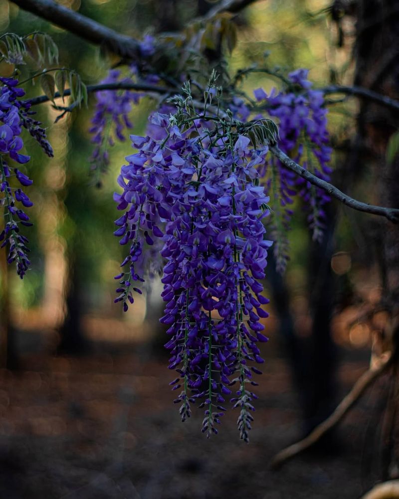 Wisteria