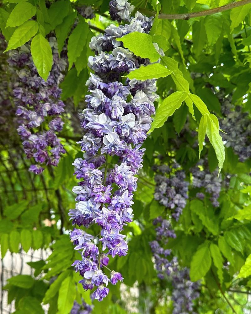 Wisteria