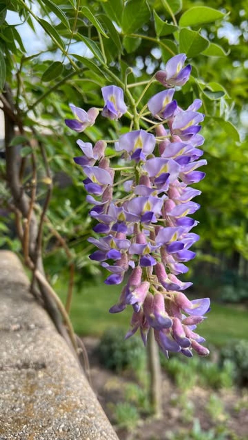 Wisteria