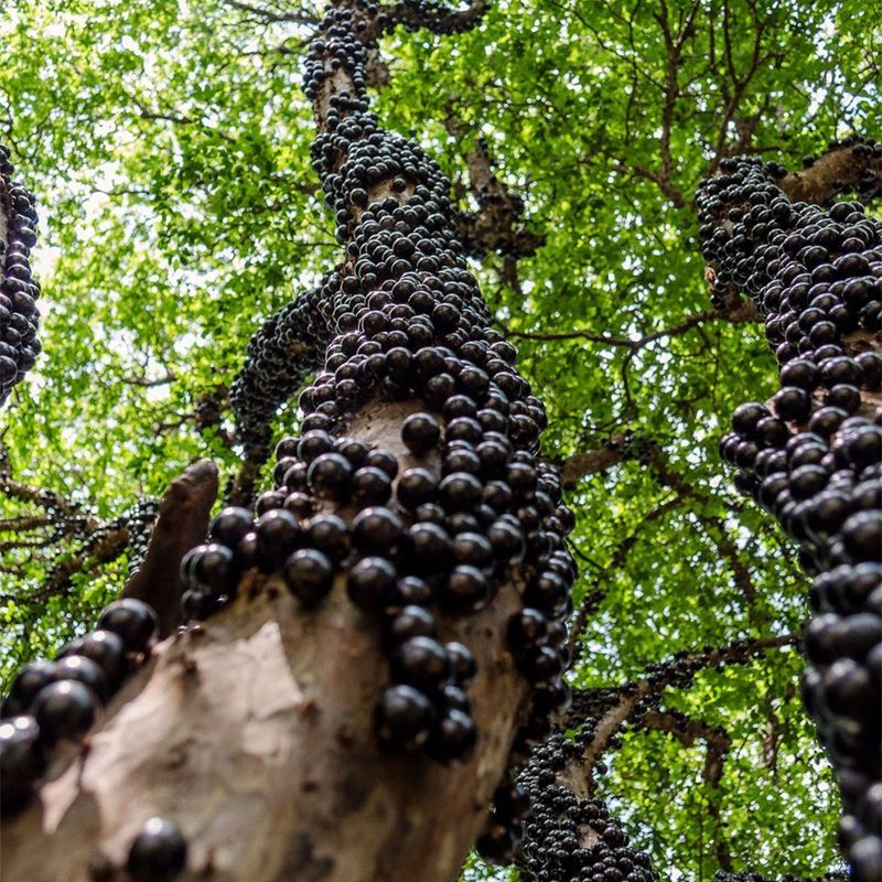 Jabuticaba