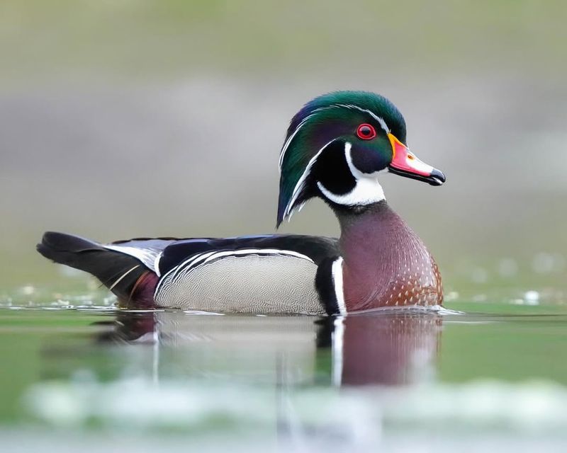 Wood Duck