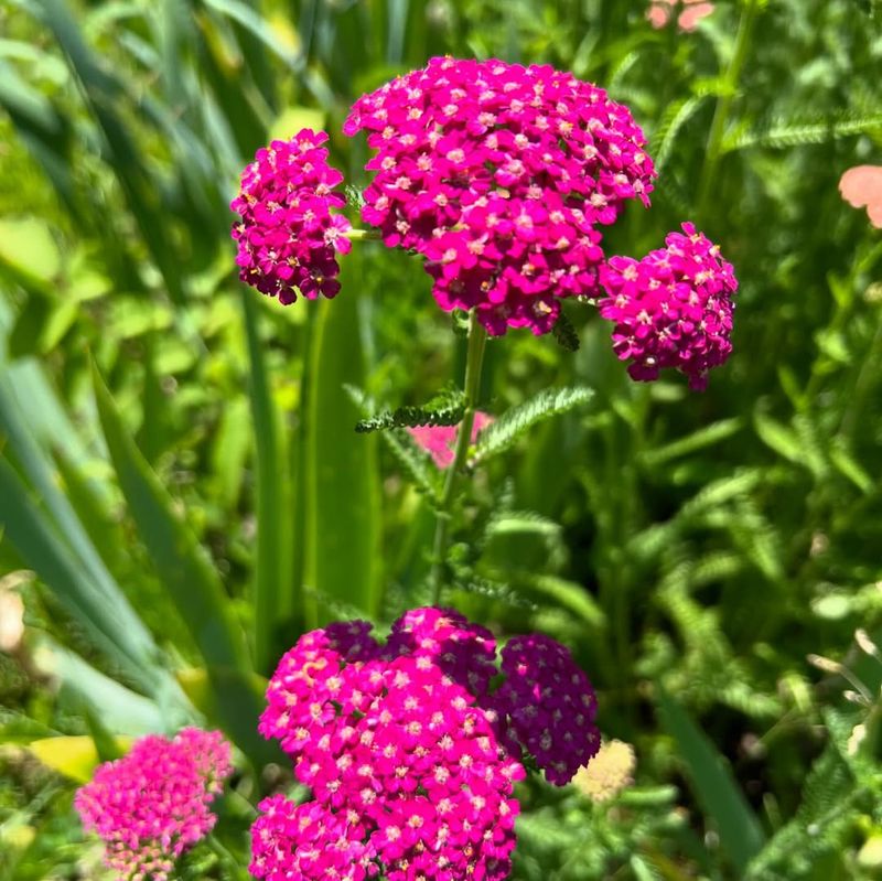 Yarrow