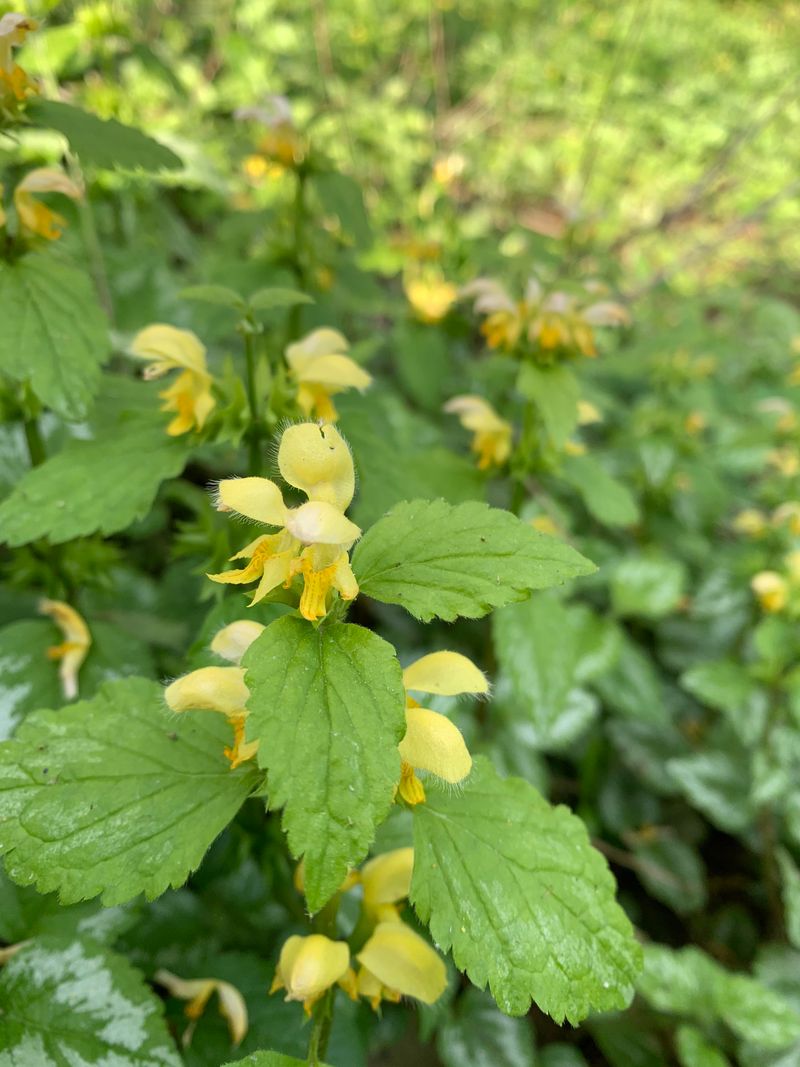 Yellow Archangel