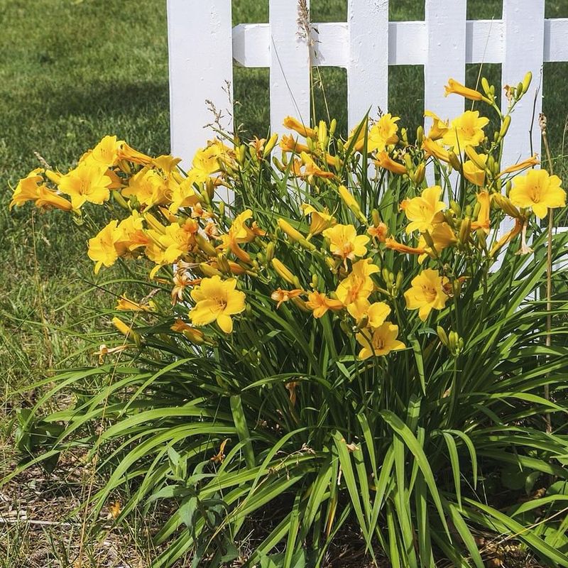 Yellow Daylily