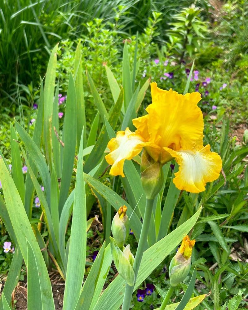 Yellow Iris