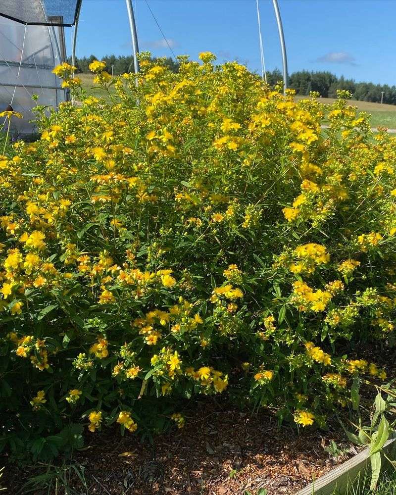 Yellow Lupine