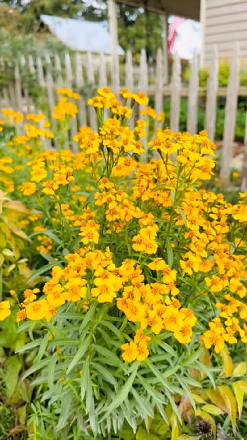 Yellow Marigold