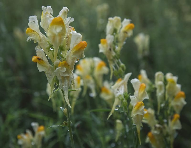 Yellow Toadflax