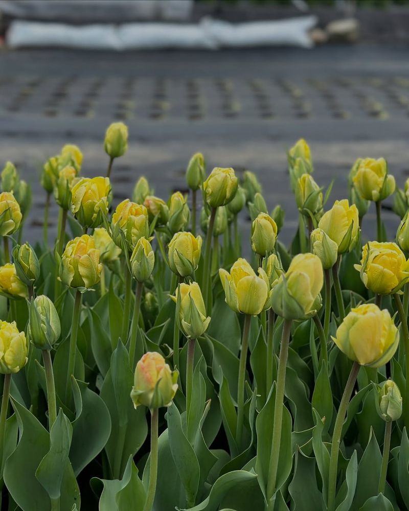 Yellow Tulip