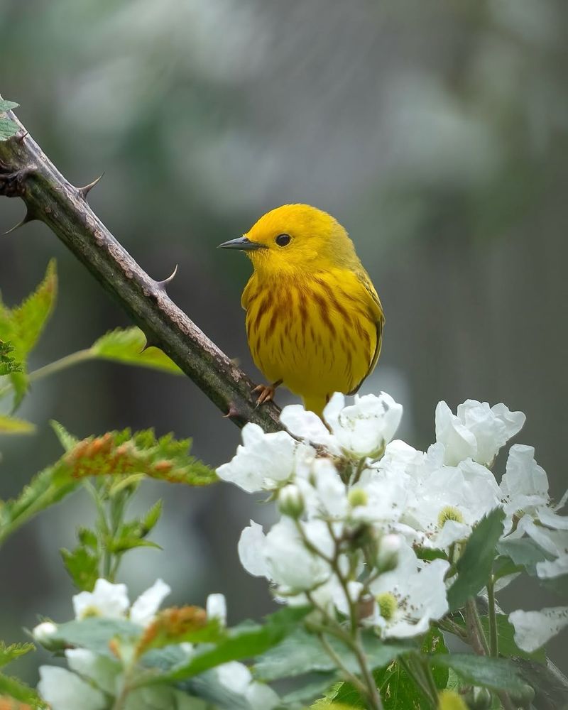 Yellow Warbler