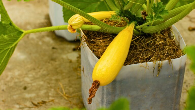 growing squash