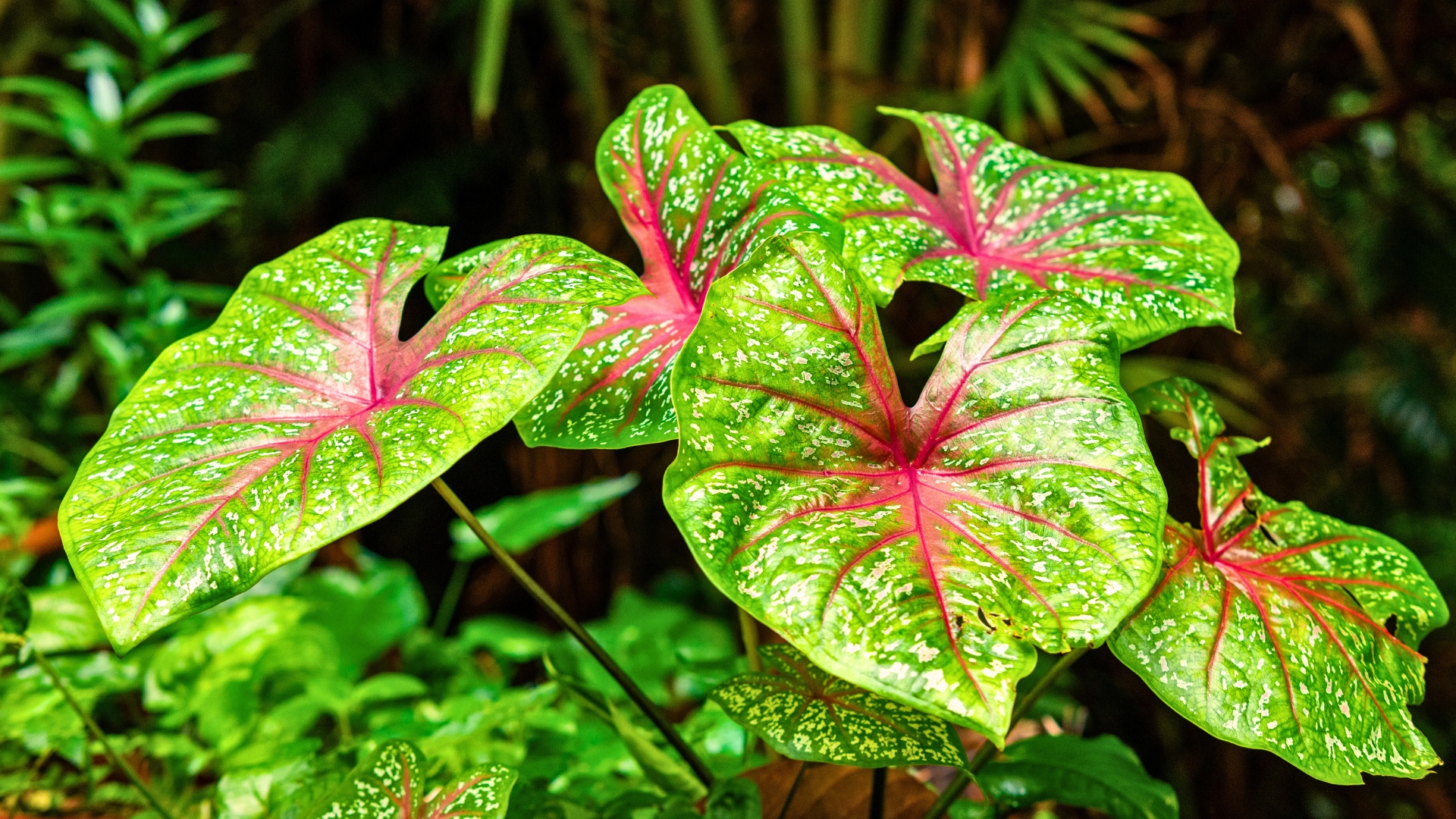 Caladium