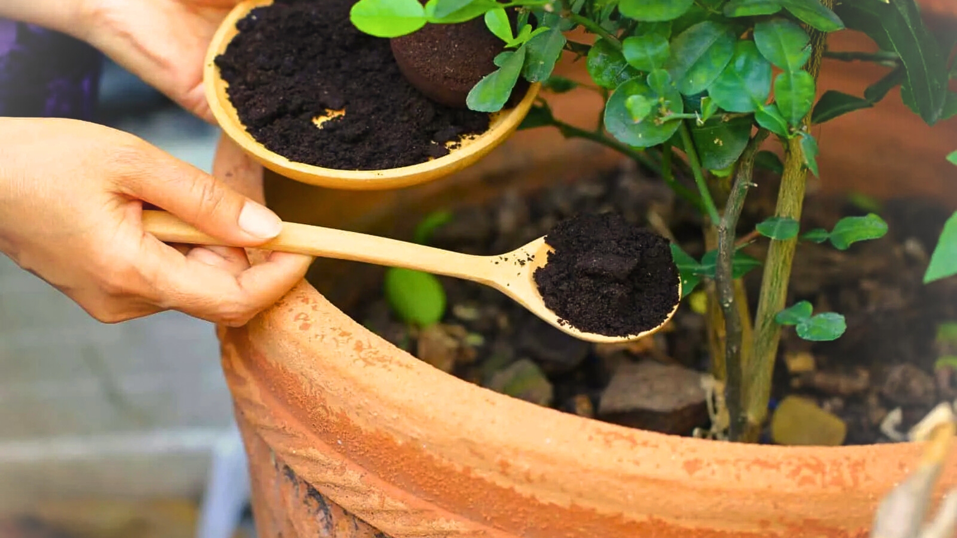 coffe grounds on the plant