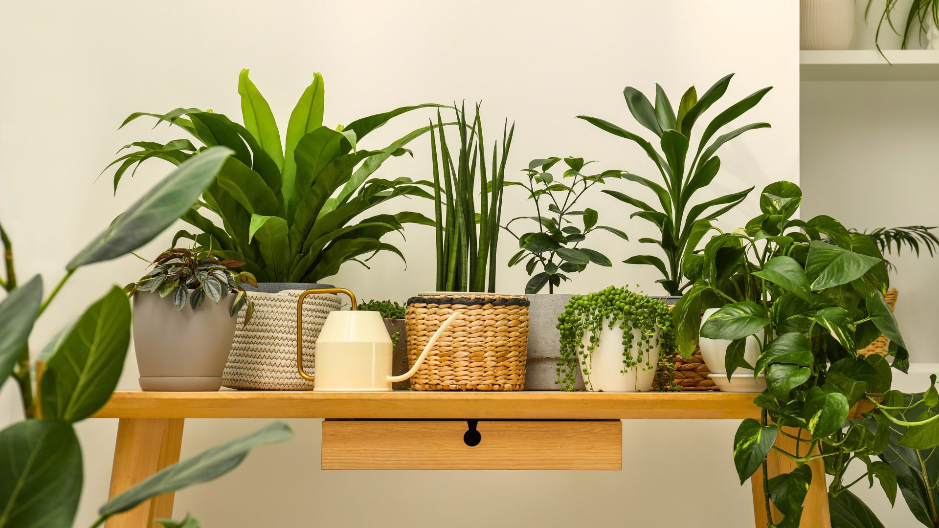 houseplants