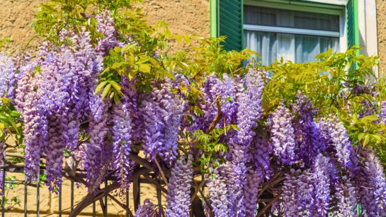 Wisteria