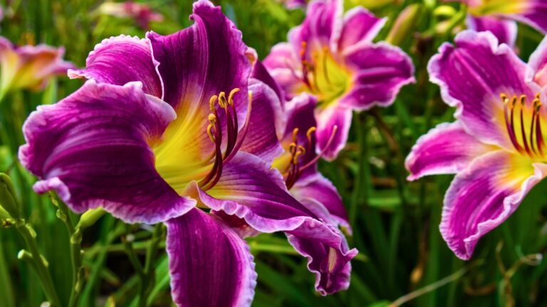 daylily