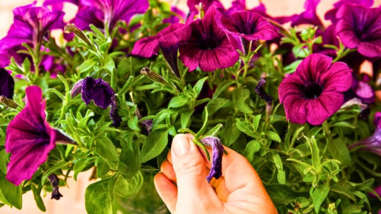 petunias