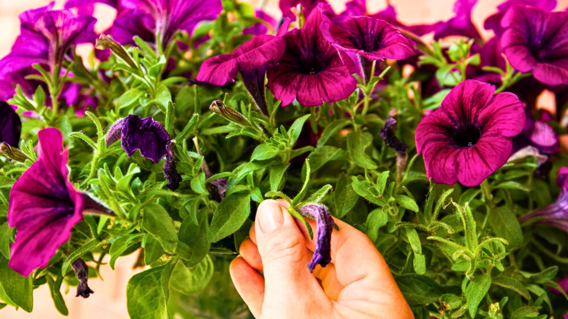 petunias