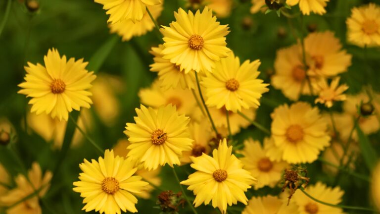 Coreopsis